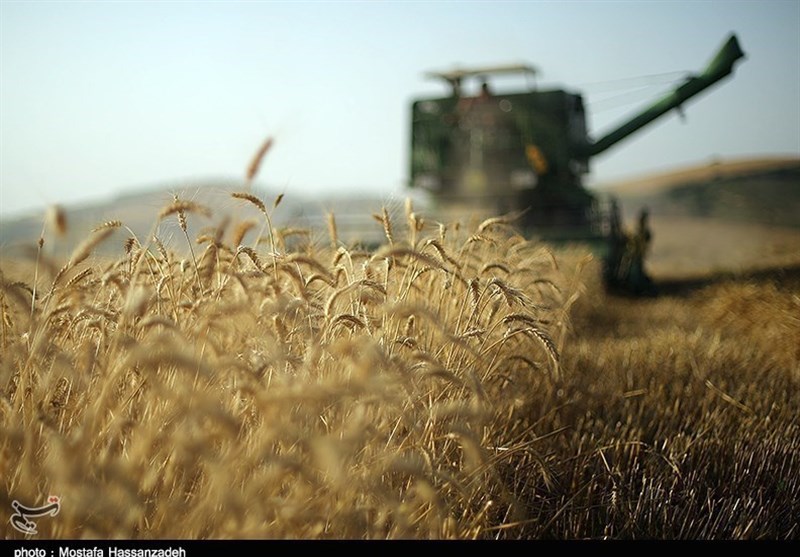 دولت ۱۳۰ میلیارد تومان برای بذر گندم به بخش خصوصی بدهکار است