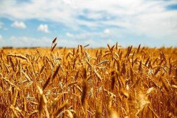 طی ۱۰۰ روز گذشته اتفاق افتاد: خرید بیش از ۵ میلیون تن گندم تضمینی