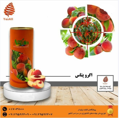 بازدید کارشناسان فنی شرکت پیشگامان کشت پایدار ار مزرعه باقلا و توصیه در خصوص استفاده به موقع از کود و ریز مغذی های و راهکار های افزایش مقاوت گیاه در برابر سرمازدگی